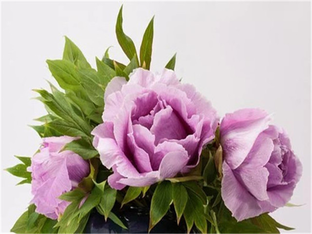 网恋很丢人吗
